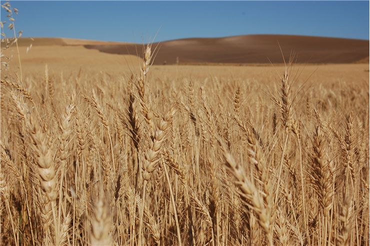 Picture - Bearded Wheat Field