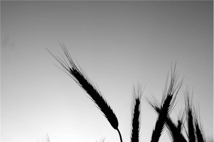 Picture of Grain