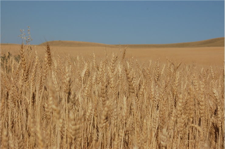 Picture - Harvest Wheat Field