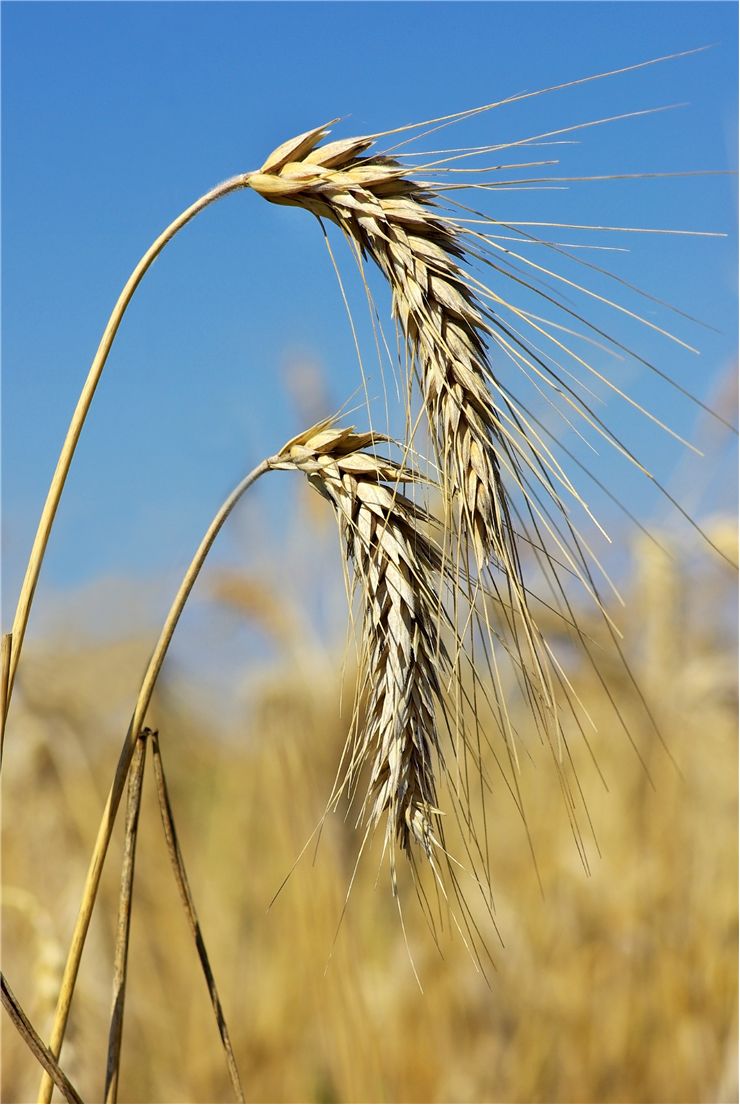 Picture - Two Spikes of the Wheat