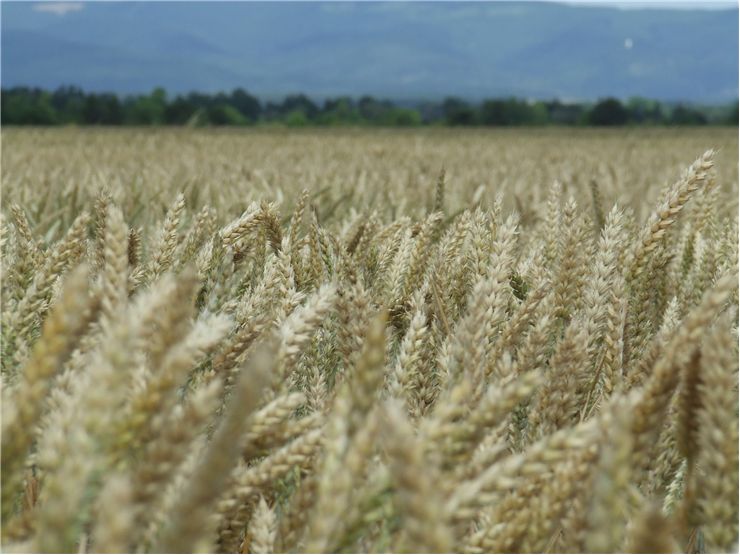 Picture - Wheat Crop