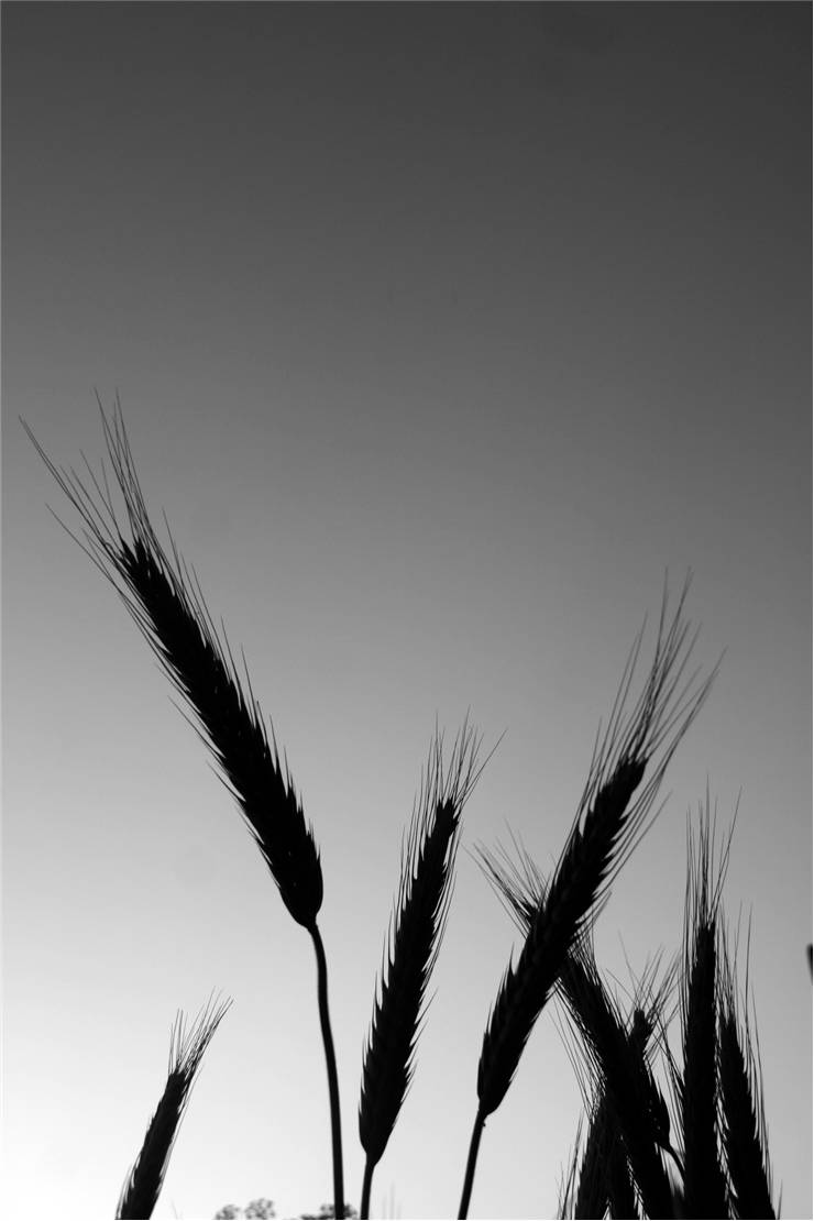Picture of Wheat
